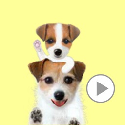 Jack Russell Animation 2