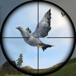 Pigeon Hunting