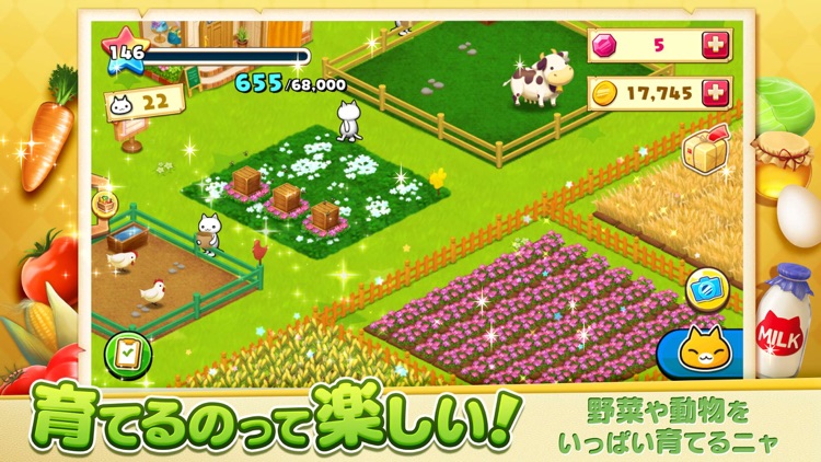 ほしの島のにゃんこ
