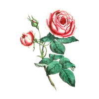 Vintage Flower Stickers