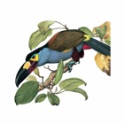 Top 49 Education Apps Like Birds of Ecuador - Field Guide - Best Alternatives