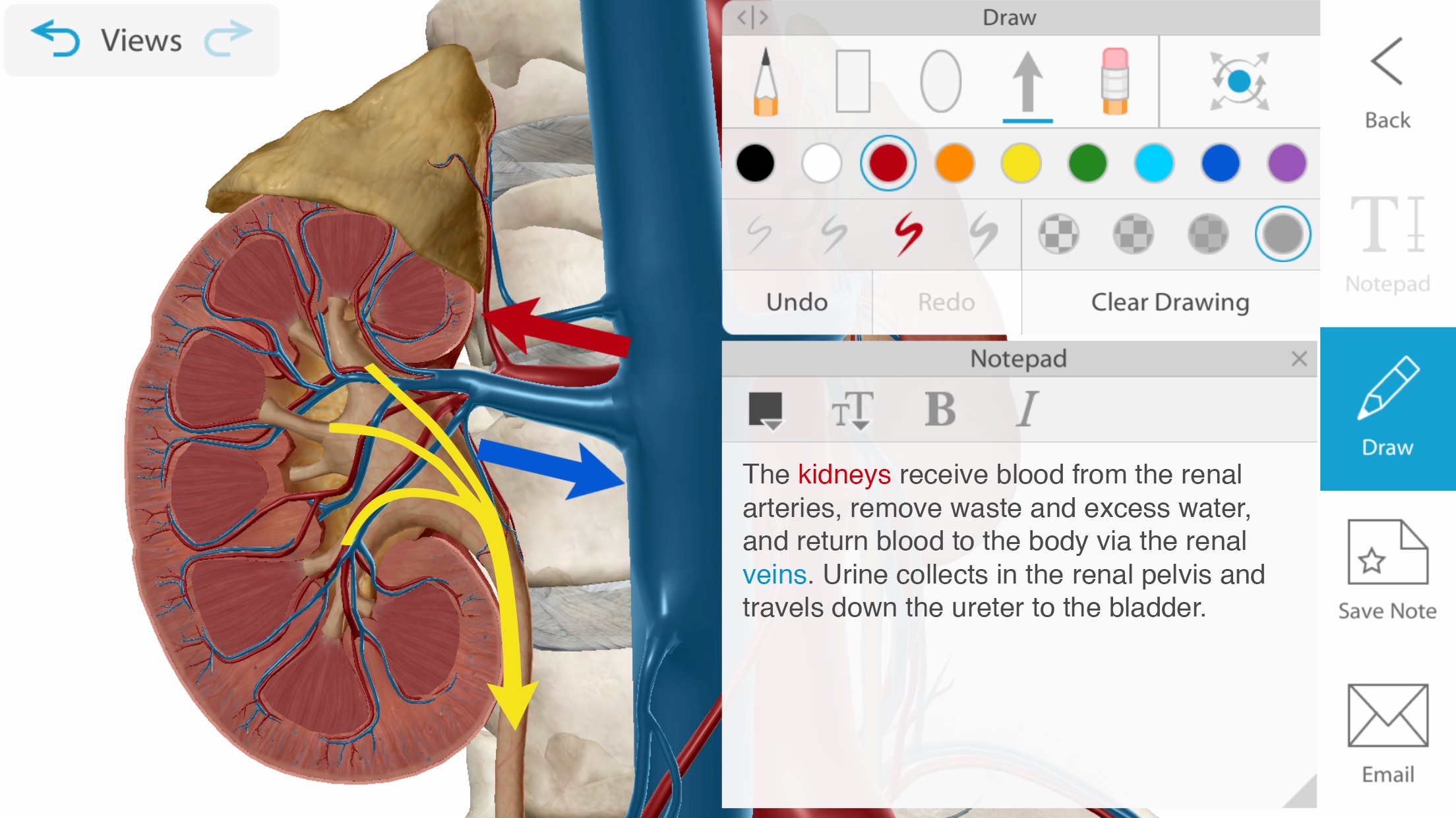 Screenshot do app Human Anatomy Atlas 2021