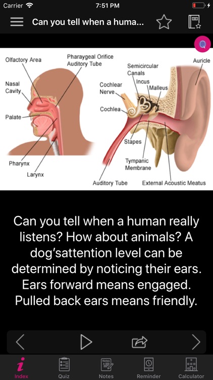 Human Anatomy Ears Facts, Quiz