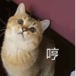 一颗不落小糖喵喵