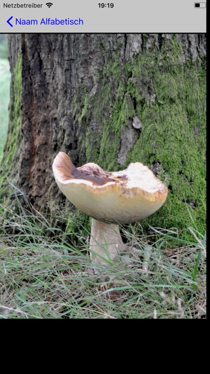 Paddenstoelen screenshot-6