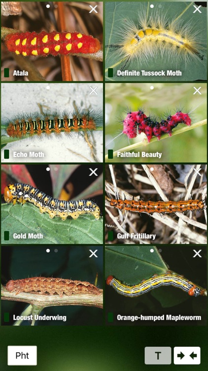 Caterpillar Id USA East Coast screenshot-4