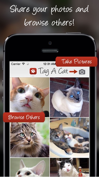 Tag A Cat - The Cat Photo App