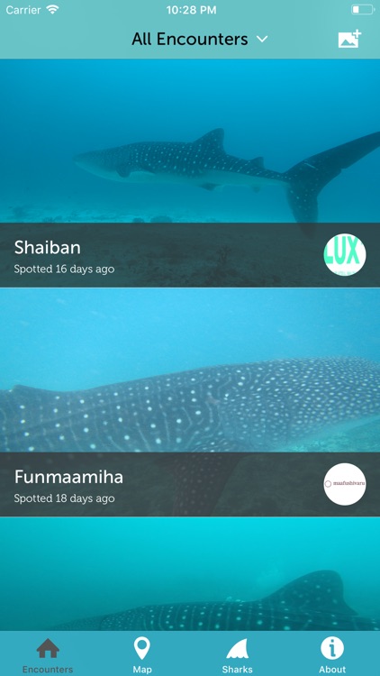 Whale Shark Network Maldives