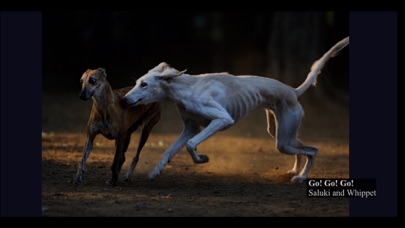 Moment - Time of dogs. screenshot 3