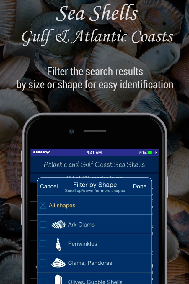 Gulf and Atlantic Sea Shells screenshot 4