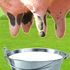 Activities of Farm Milk The Cow