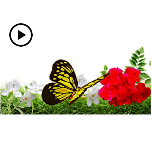 Animated Flowers And Butterfly