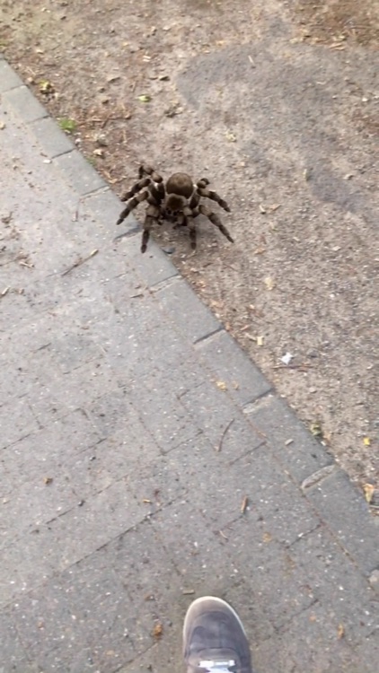 AR Spiders