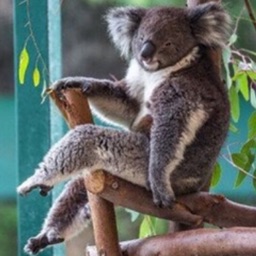 Aussie Meme Stickers