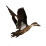 Get Australian Duck Call for iOS, iPhone, iPad Aso Report