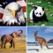 Guess The Animal:Quiz Game