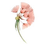 Wish Flower Boutique