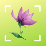 Flower identification, Blossom