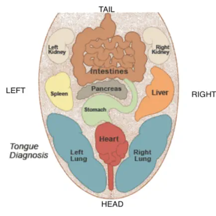 Tongue Diagnosis Читы