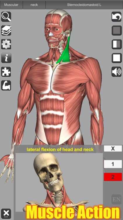 3D Anatomy screenshot-0