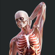 Irusu Human Anatomy