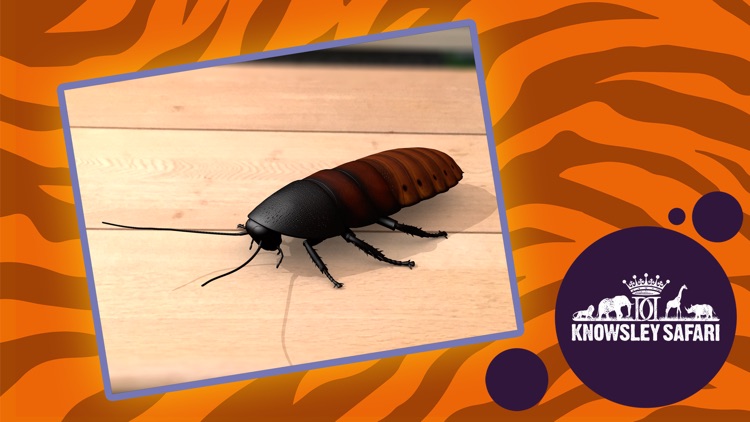AR Safari by Knowsley screenshot-4