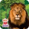 Explore the depths of the forest while learning about each wild animals