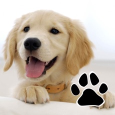 Activities of Dog Breeds Quiz with Puppies