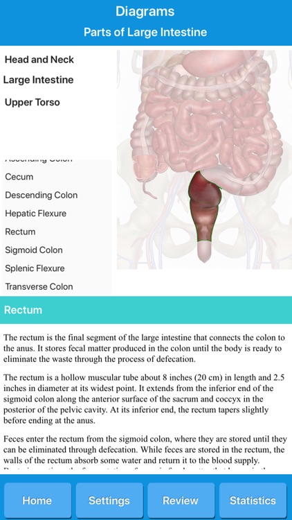 Human Digestive System Anatomy screenshot-5