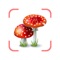 Simply take or upload a picture of a mushroom, and Mushroom Identifier AI can tell you what it is within seconds