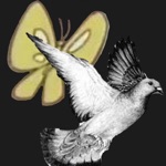 Is This A Pigeon?