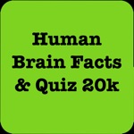 Human Brain Facts  Quiz 2000