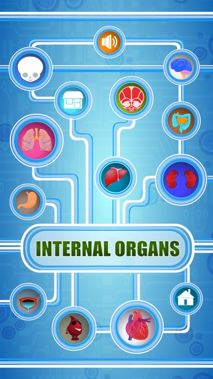 Human Body - Internal Organs