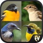 Perching Bird Dictionary