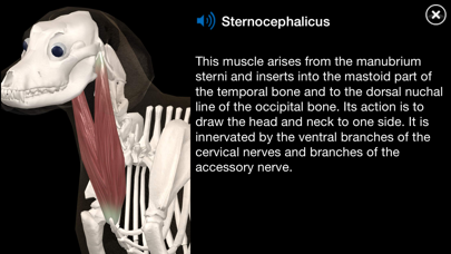 DogAnatomy:Canine3D