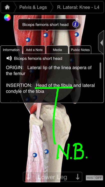 Muscle System Pro III - iPhone