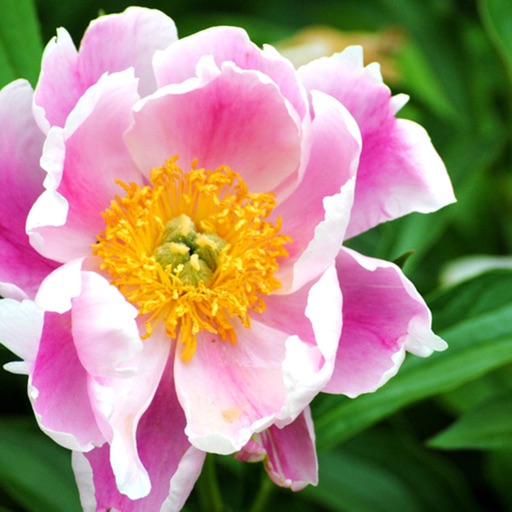 Armitage’s Great Garden Plants