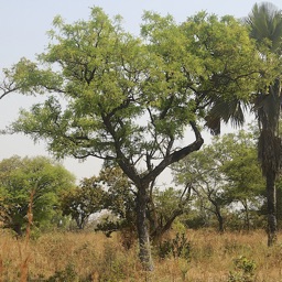 East African Tree Planner