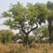 East African Tree planner is an awesome tool for tree planting, planning and design of plantations and woodlots, with incorporated 249 indigenous shrub and tree species to East Africa