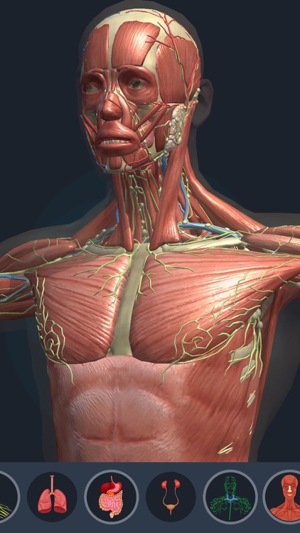 Human Anatomy 3D