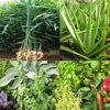 Medicinal plants for health