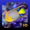 Convert your TV, tablet or phone into a beautiful aquarium and turn up the ambience with Peaceful Aquarium HD with optimization for Fire TV