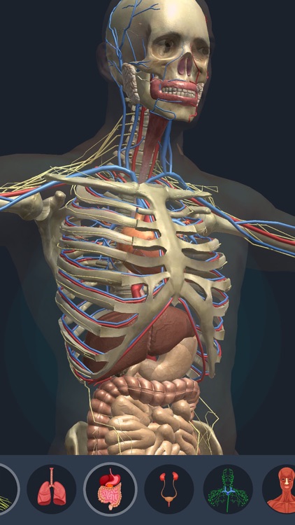 Human Anatomy 3D