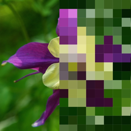 Color Hints Mosaic