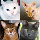 Cats Quiz - Guess Photos of All Popular Cat Breeds