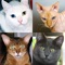 Guess 50 breeds of beautiful cats and kittens