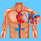 Cardiovascular System Quizzes