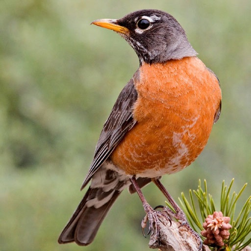 American Birds Sounds Pro Download