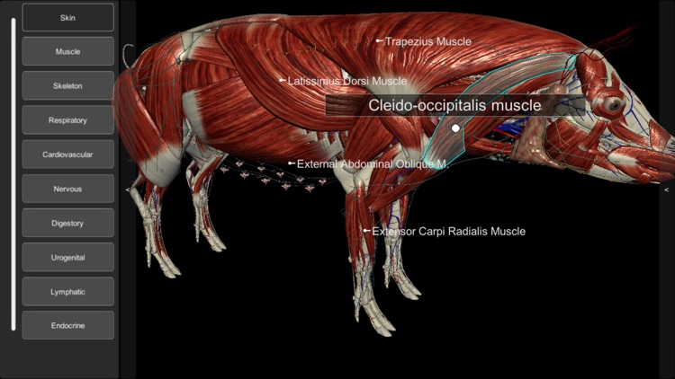 3D Pig Anatomy