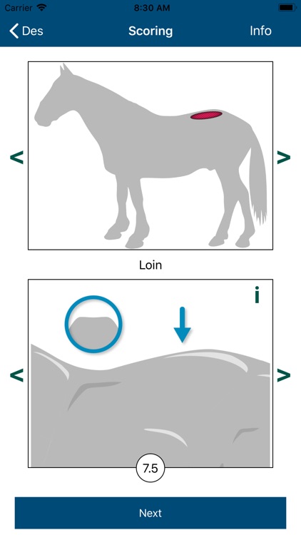 Equine Body Condition Scoring